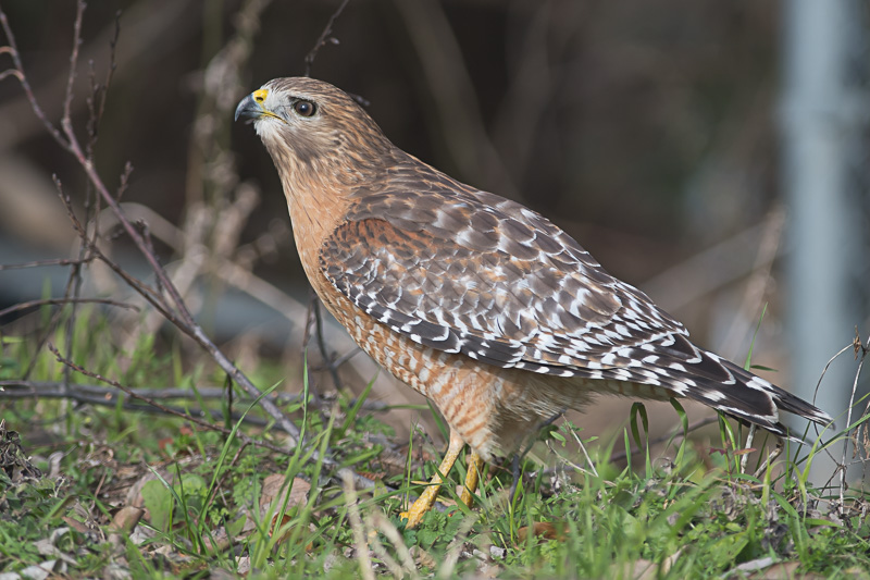 Roodstaartbuizerd